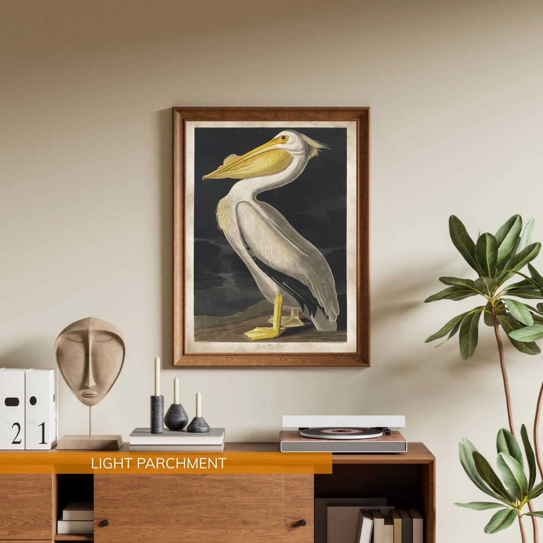 Pelican Art Print: Vintage Coastal Bird Illustration Poster - Etsy