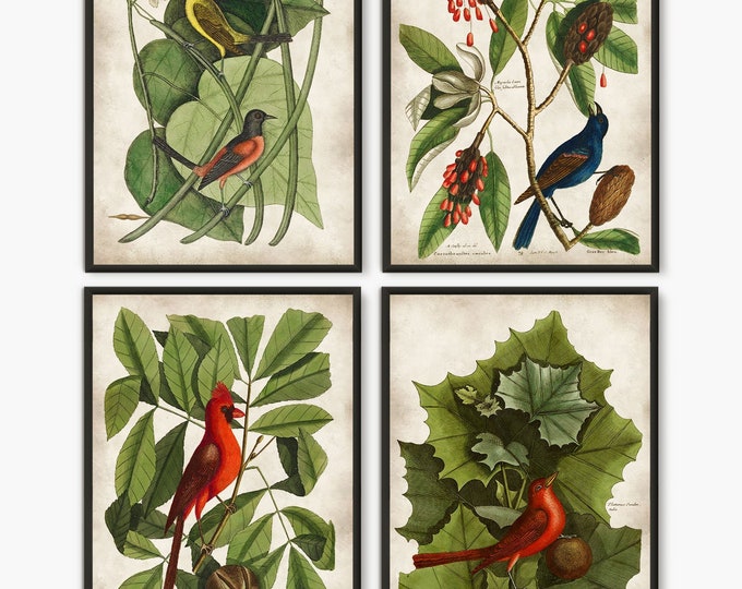 Vintage birds set of 4 book plates prints, Red Birds antique illustrations large art prints, blue bird paintings natural history