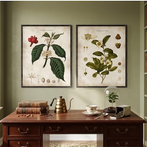 Vintage Coffee and Tea Plant Botanical Prints: Kitchen Wall Art