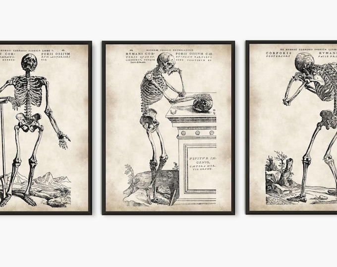 Vintage Anatomy Set of 3 human skeleton prints, Halloween wall art party decor - Human skulls poster