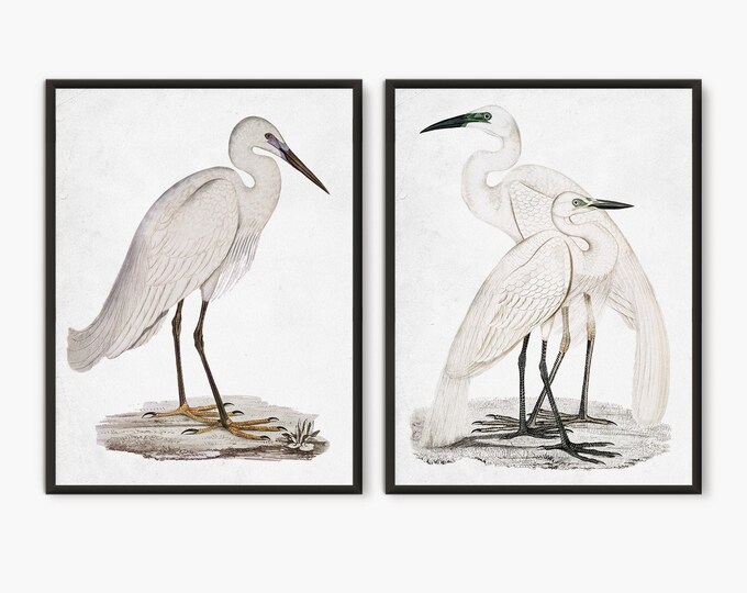 White egret White heron Vintage Book plate art prints, Bird vintage illustrations, white birds illustration wall art, bird lover gifts