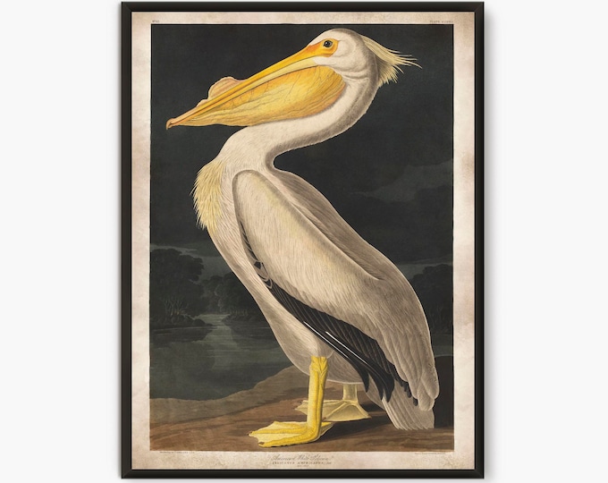 Uccelli Audubon, Stampa di pellicani, pagine di libri di illustrazioni vintage di stampe d'arte vintage di soggiorno nautico, BP1