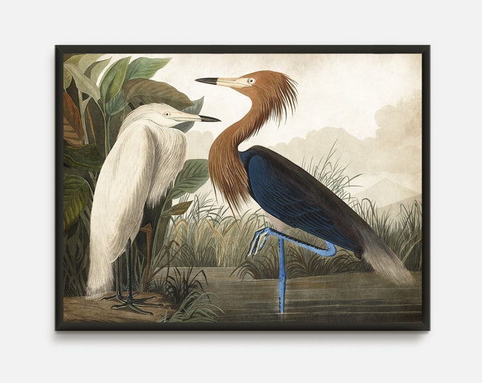 Audubon  bird prints, White Heron Antique Bird,Vintage Bird Drawing Wall Art Decor, Audubon Blue Heron nursery decor, decor for bird lover