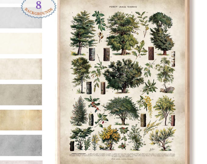 Adolphe Millot illustrationF,orest wall art, Larousse forest poster, forest print, botanical print,antique book page, botany poster L12