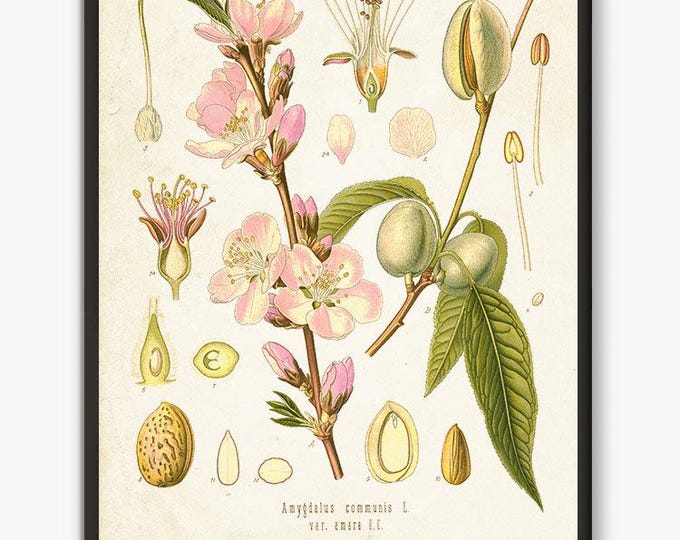 Almond tree blossom large poster, almond flower Print for nature lover, almond branch shabby chic flower wall art #209