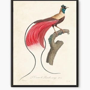 Láminas de libros antiguos de Pájaros del Paraíso Rojo, arte mural de pájaros vintage n.° B2