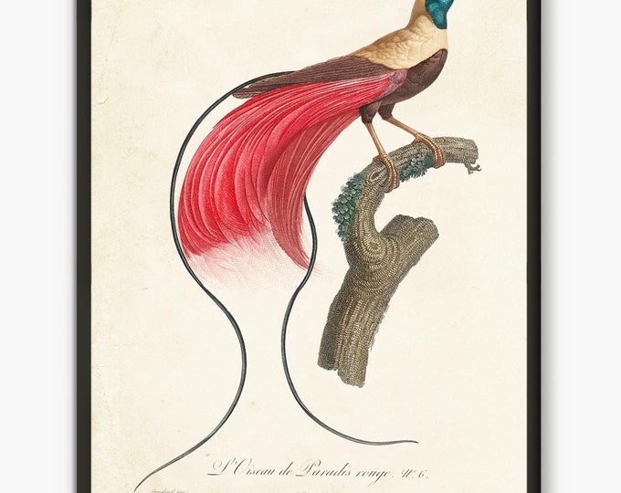 Red Paradise Bird antique book plates prints, vintage birds wall art #B2