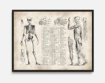 Vintage Anatomy Print: Human Skeleton Poster, Gift for Doctor