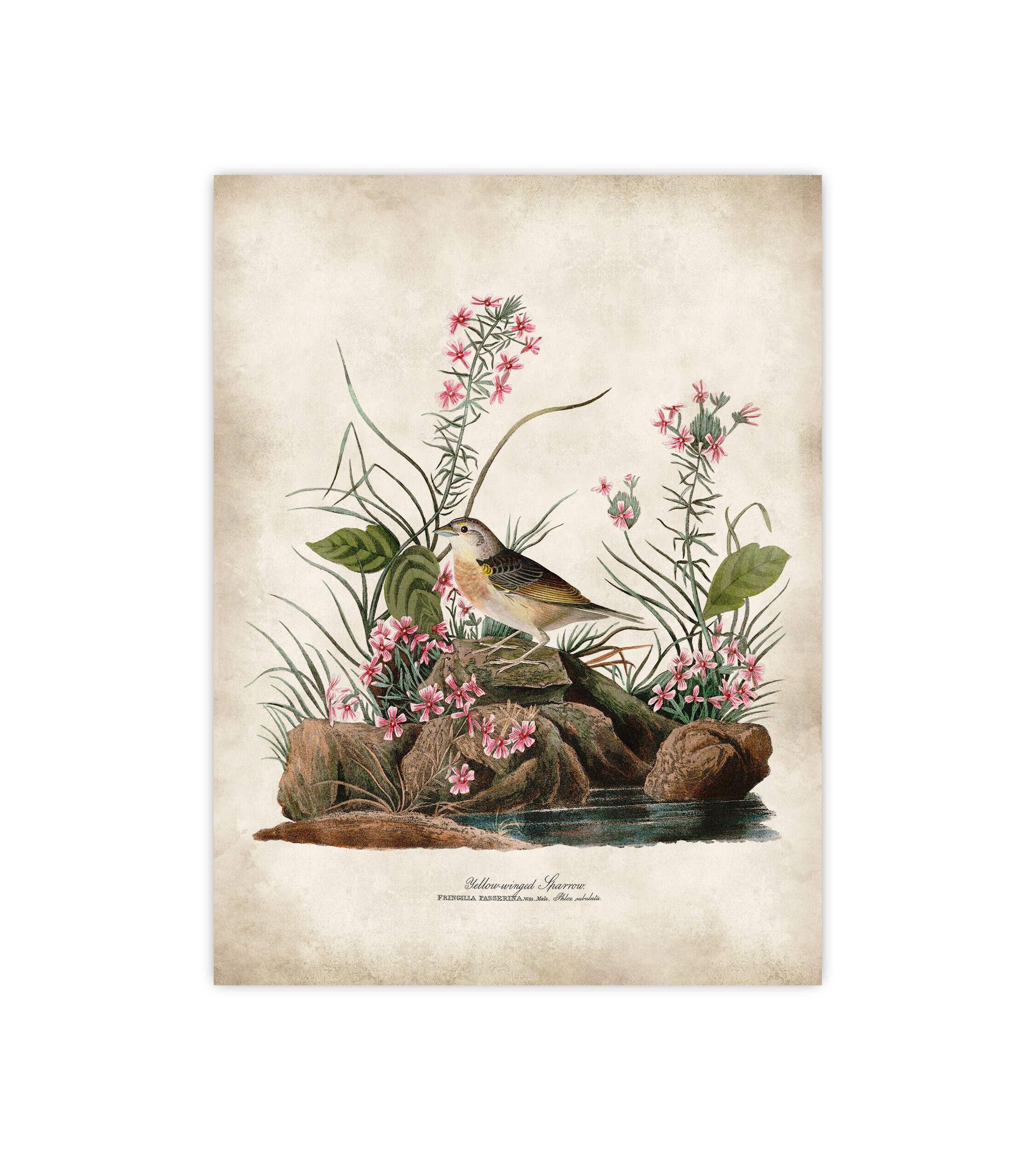 Audubon Birds of America Prints Yellow bird Audubon Posters | Etsy