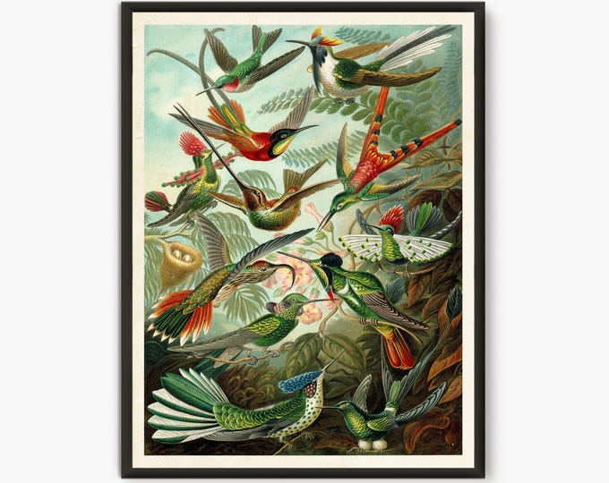 Ernst Haeckel Scientific Illustration, Natural Science print, rochilidae