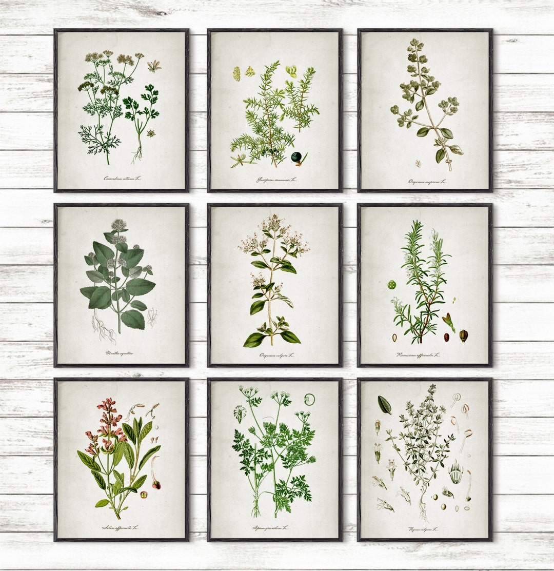 Kitchen Herbs, Kitchen Wall Art, Print Set of 9, Vintage Botanical Herb ...