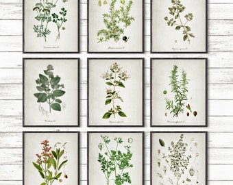 Kitchen Herbs Wall Art Print Set of 12, Vintage Botanical Herb Prints ...