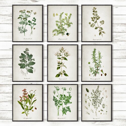 Kitchen Herbs Art Prints Botanical Prints set of 6 | Etsy