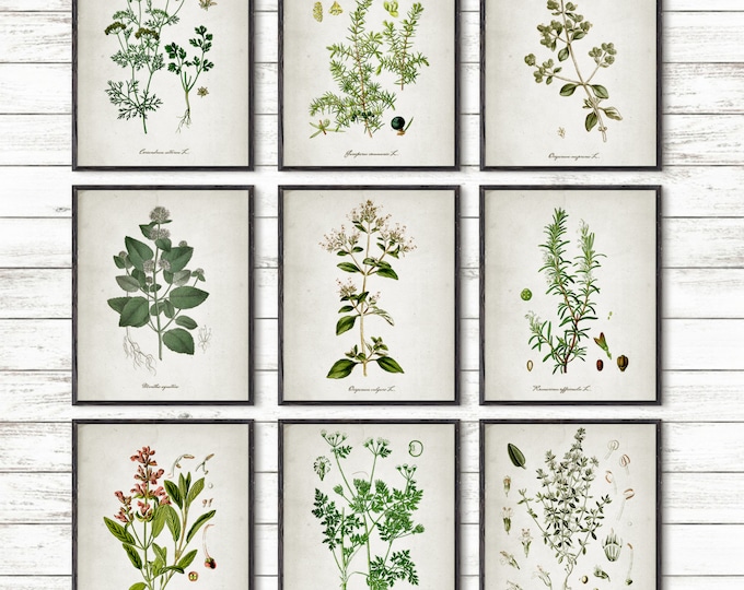 Kitchen Herbs, Kitchen Wall Art, Print Set of 9, Vintage Botanical Herb Prints, Herb Kitchen Decor, Herbs Illustrations, Botanical Decor