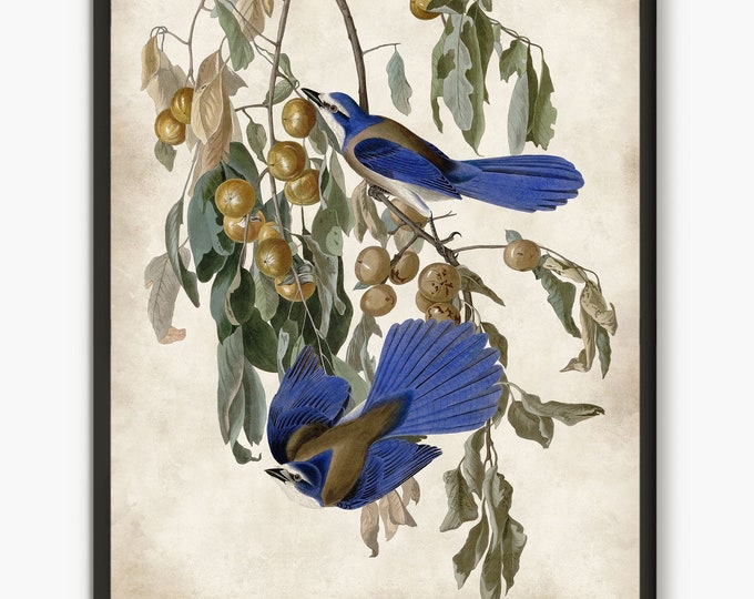 Audubon  bird prints, Blue Jay antique book plates prints, Audubon vintage blue birds wall art