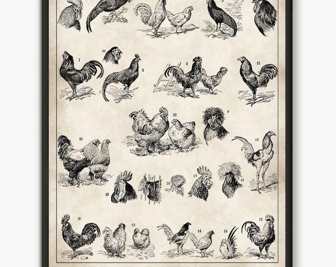 Adolphe Millot illustration,Chicken breeds, chicken chart, chicken lover, farm prints, chicken lover gift, french country decor L30