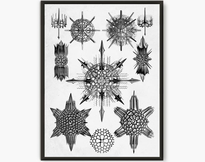 Ernst Haeckel Scientific Illustration, Natural Science print
