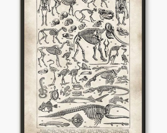 Adolphe Millot illustration, Larousse old book plate, geology poster, dinosaur print, antique print,dinosaur art print,L27