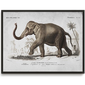 Indian Elephant Print, Wall Art Poster, Elephant Print #136