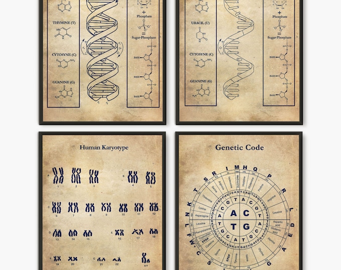 DNA Print Art, Science Art, Human DNA, Set of 4 prints, Biology Print, Science Art Print, Wall Art Poster, Human Keryotype, Genetic Code D4