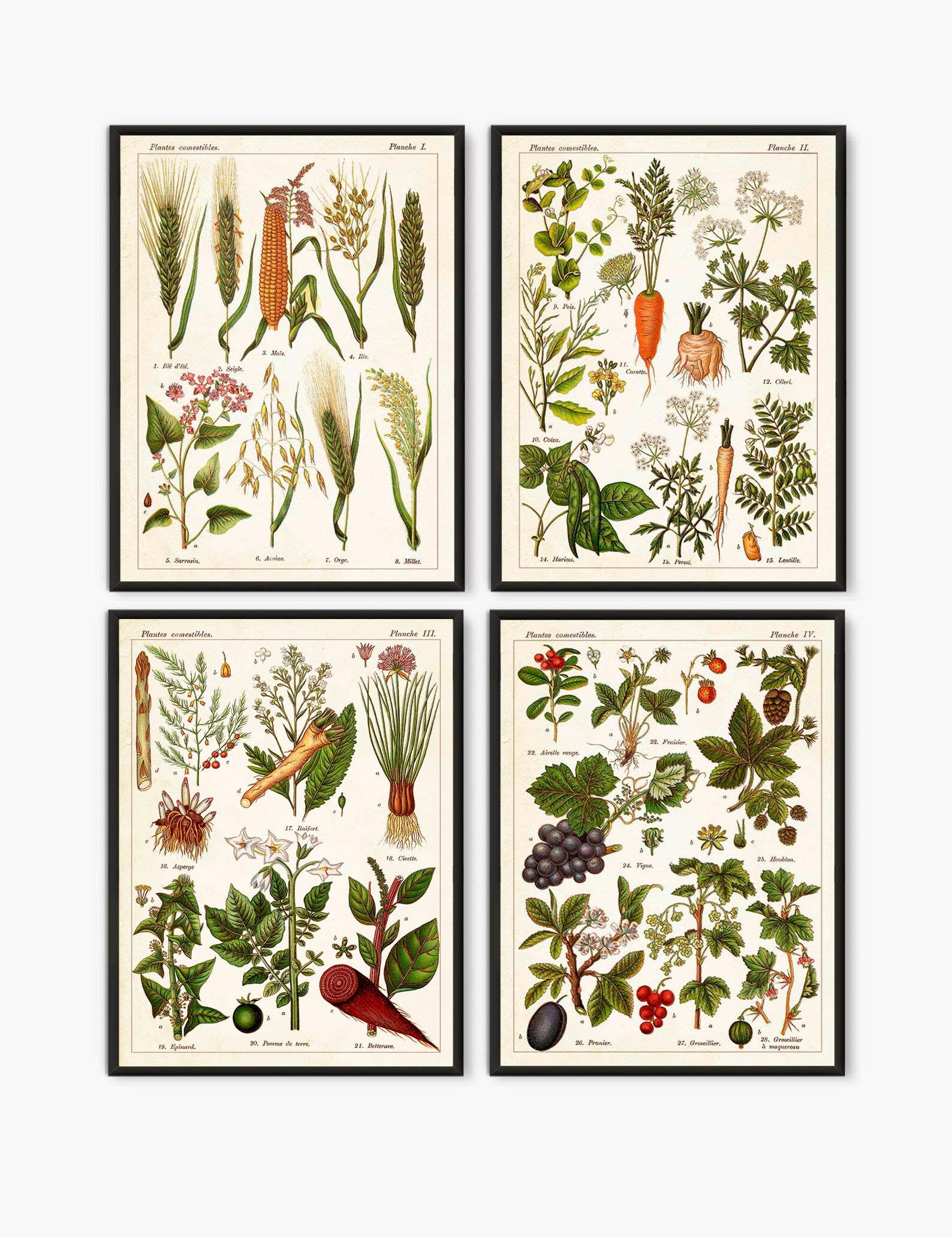Edible Plants Old Book Pages Edible Poster Antique French Etsy