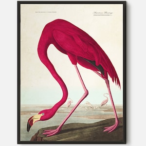 Stampa di fenicotteri rosa, illustrazione Audubon, uccelli americani Audubon, uccello tropicale, decorazione per la casa sulla spiaggia