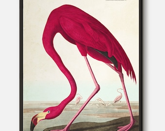 Pink flamingo Bird Print Audubon illustration, Audubon birds of America, Tropical Bird glicee Beach House Decor