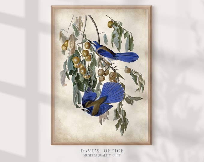 Vintage Blue Jay Print, Audubon Style (Antique Bird Illustration)