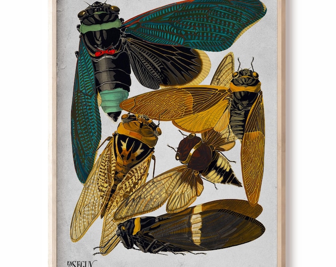 Insects Vintage Cicadas Print - Insect Poster Larousse, Living Room Prints farmhouse decor Seguy illustration, Insect Posters Vintage print