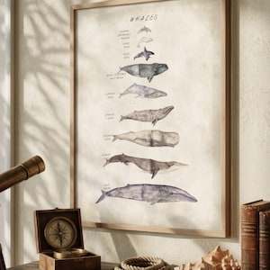 Whale Species Watercolor Print: Nautical Marine Art