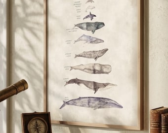 Whale Species Watercolor Print: Nautical Marine Art