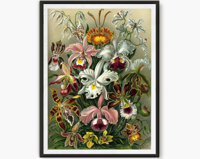Ernst Haeckel Scientific Illustration, Botanical Illustration, Botanical Poster