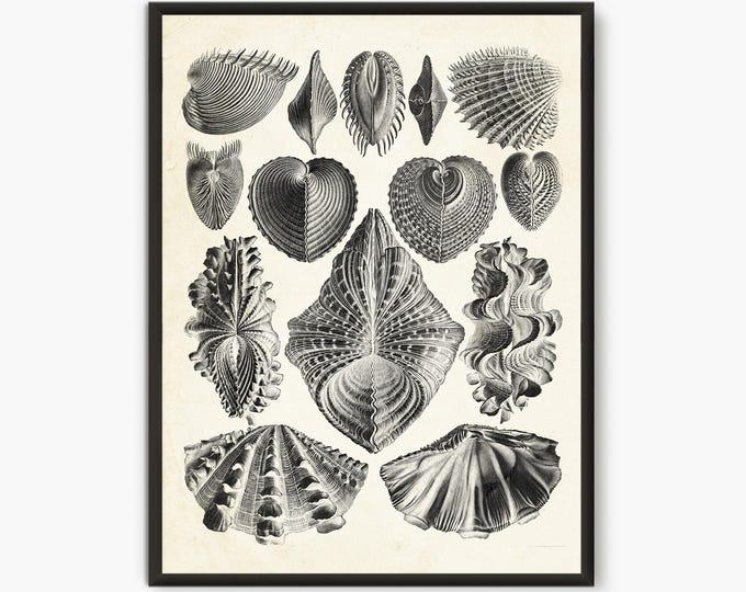 Ernst Haeckel Scientific Illustration, Natural Science print