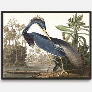 Great blue Heron vintage Print, Audubon Birds antique book Prints, Kitchen Dining Room  Living Room vintage wall Art