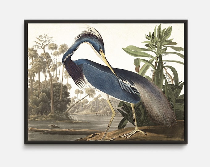 Audubon  bird prints, Great blue Heron vintage Print, Audubon Birds antique book Prints, Kitchen Dining Room  Living Room vintage wall Art