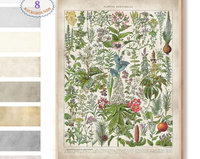 Adolphe Millot illustrationMedicinal Plants, Larousse antique book print, medicinal herbs botanical prints, kitchen wall art L2