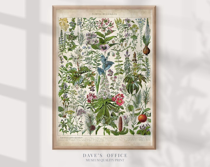 Medicinal Plants, Larousse apothecary medicinal herbs, apothecary art print, botanical prints for farmhouse decor