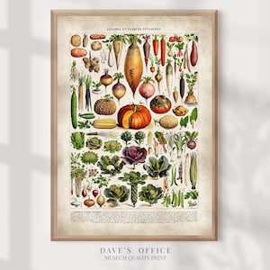 Vegetable Botanical Print, Vintage Kitchen Wall Art, Larousse illustration Poster