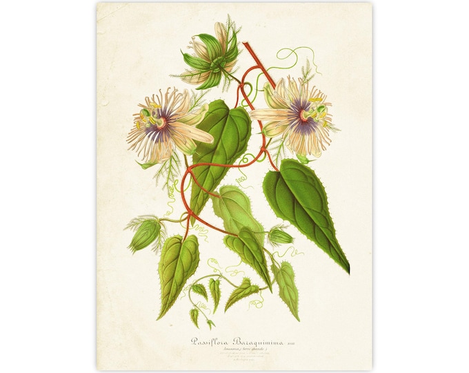 Vintage Floral artElegant Print Green Leaves and Flowers - Botanical Charming Wall Decor - Flower Prints Romantic Home Accent