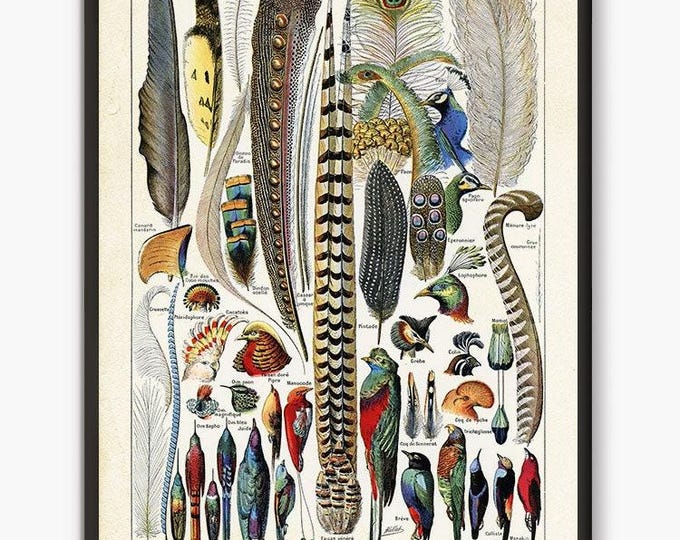 Adolphe Millot illustration,Feather Adolphe Millot Print,Vintage Plumes, Bird Feathers Poster,Science Poster Birthday Gift