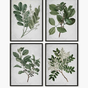 Botanical painting print, Green leaves antique botanical book, Green leaves home decor set of 4 prints B4 vintage white