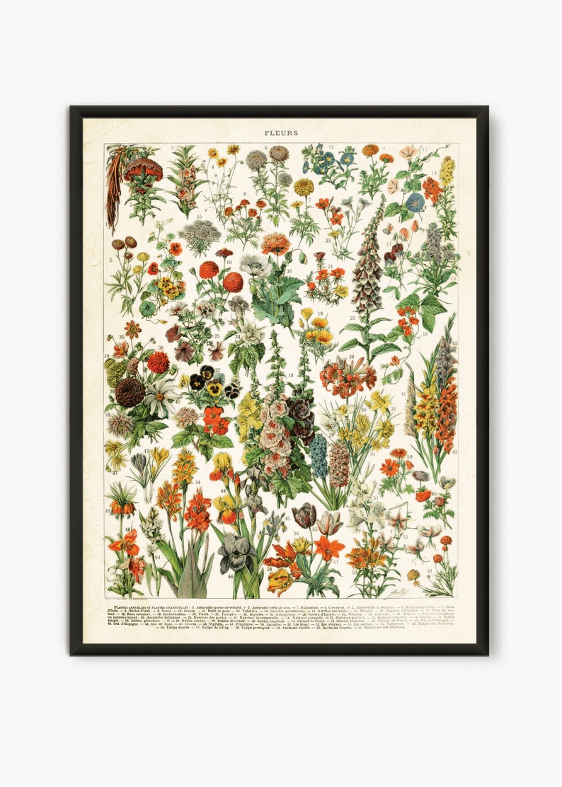 Flowers Poster Larousse Flowers Wall Art Flower Art Prints Etsy