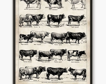 Cow breed, cow wall art, Larousse book, antique poster,cow art, cow prints, bull breed, farm animal art, farm animal print, farm animals,L28