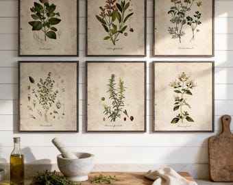 Vintage Herb Prints Set of 6, Modern Farmhouse Kitchen Decor, Apothecary Art