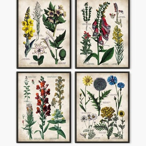 Flower prints Old book pages Kitchen poster,antique  plate rustic kitchen art Restaurant wall art Botanical poster,Set of 4 #207