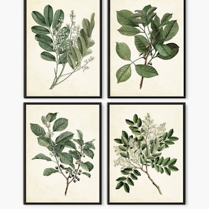 Impresión de pintura botánica, Libro botánico antiguo de hojas verdes, Conjunto de decoración del hogar de hojas verdes de 4 grabados B4 aged ivory