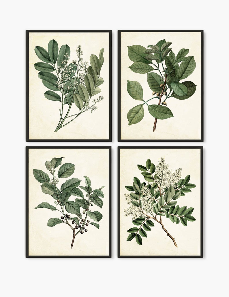 Botanical painting print, Green leaves antique botanical book, Green leaves home decor set of 4 prints B4 aged ivory