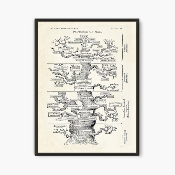 Tree of life , Ernst Haeckel Scientific Illustration, Natural Science print
