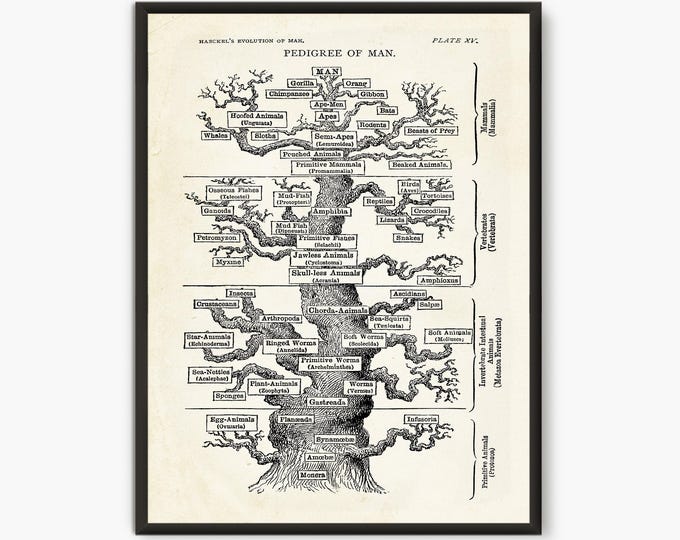 Tree of life , Ernst Haeckel Scientific Illustration, Natural Science print