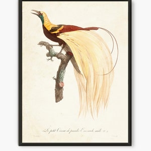 Láminas de libros antiguos de Paradise Bird, arte mural de pájaros vintage n.° B3